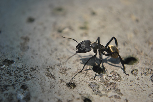 velký mravenec